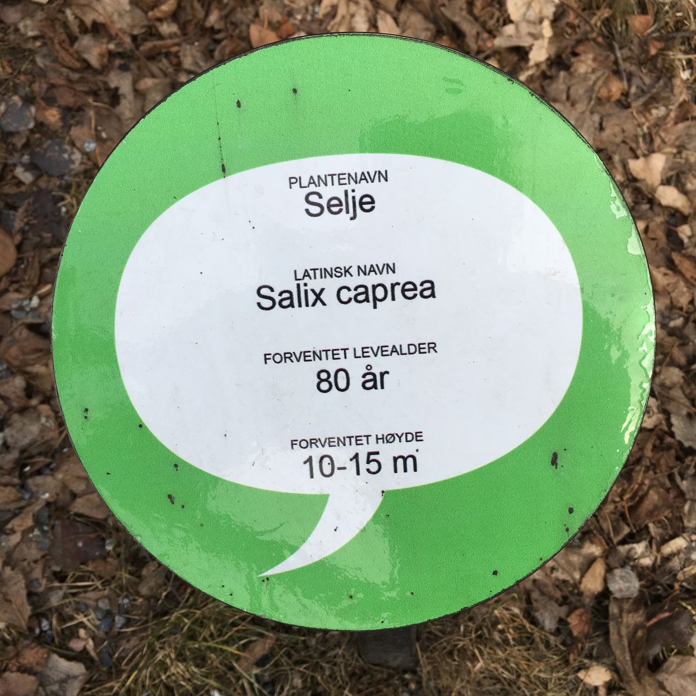 Merking av seljetre med plakett om seljetrærs alder Merking av seljetre med plakett om seljetrærs alder